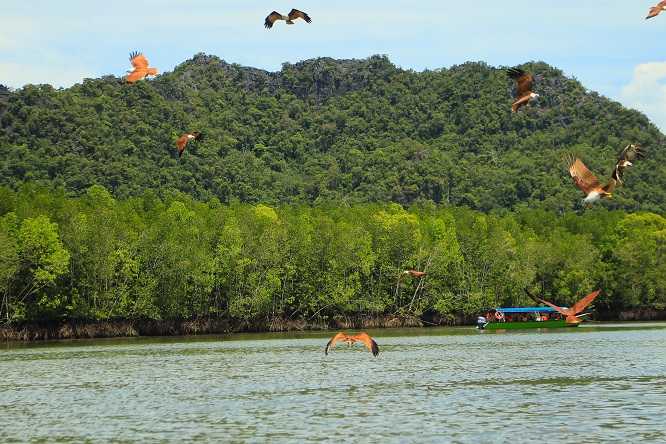 Eagle watching at Langkawi Kilim Geoforest 
